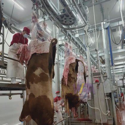 Commercial Abattoir Plant Cattle Halal Meat Processing