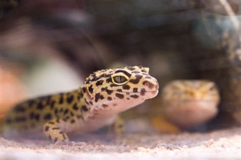 Gecko Leopardo Apaecatalunya