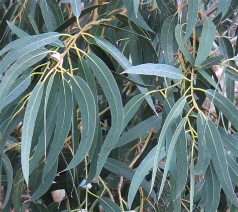 Eucalyptus Globulus Gommier Bleu De Tasmanie Le Peuple DÀ Côté