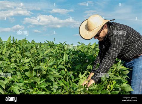 Agronomist Inspecting Soya Bean Crops Growing In The Farm Field