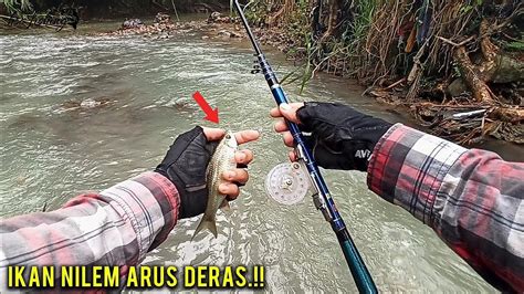 Mantap Mancing Ikan Nilem Di Sungai Arus Deras Asiknya Ya Begini