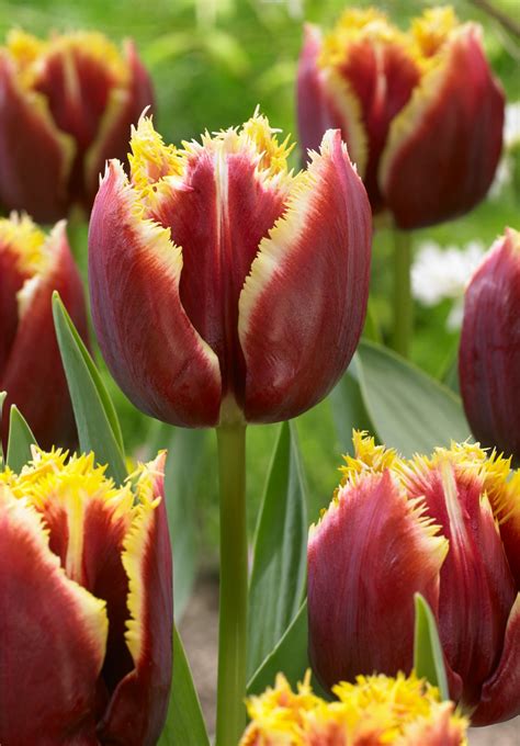 Buy Mercure Bulbs Online Autumn Fringed Tulips Tulips Bloms Bulbs Uk