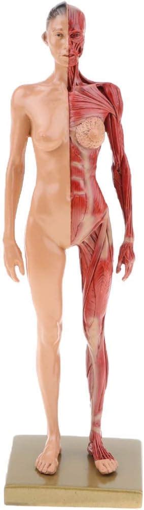 UIGJIOG Anatomisches Modell 4D Des Menschliche Muskeln Muskelsystem