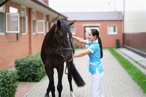 Woman Veterinarian Conducts Medical Examination Of Sports Horse Stock