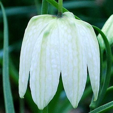 Kockásliliom Fritillaria meleagris alba