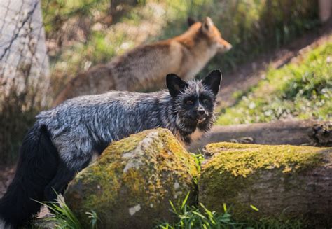 Rettung Fuchs Jackson Vier Pfoten Stiftung F R Tierschutz In