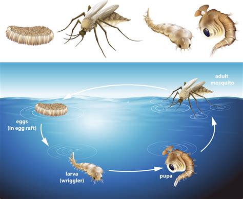 The Mosquito Life Cycle, Explained