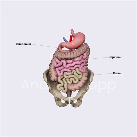 Difference Between Duodenum And Jejunum Compare The, 41% OFF