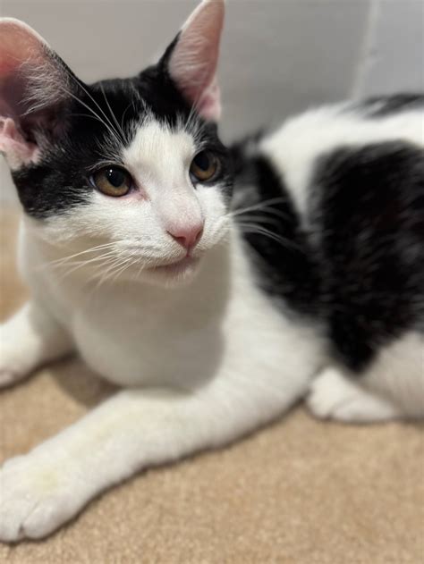 Reunited Cats – Lost Cats Brighton