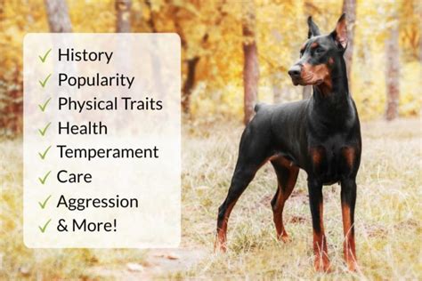 The Doberman Pinscher: A Complete Breed Overview – Doberman Planet