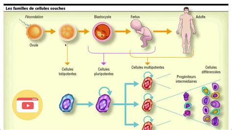 Les Cellules Souches YouTube