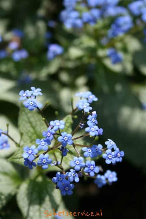 Blauwe Bloemen Vaste Plant Bloemen