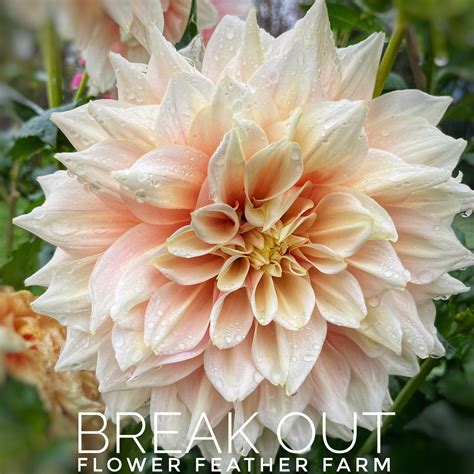 Break Out Dahlias At Flower Feather Farm Specialty Chicks And Dahlia