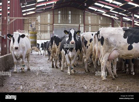 Domestic Cattle Holstein Dairy Cows Herd In Cubicle House With Cow