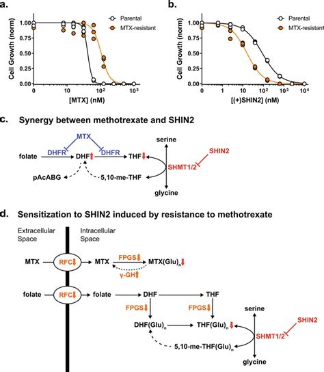 Methotrexate Resistance Sensitizes Molt4 Cells To SHIN2 Growth Of