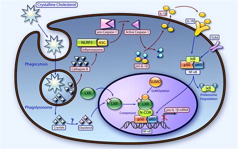 Liver X Receptors In Atherosclerosis And Inflammation Circulation