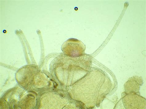 Ectopleura Larynx Ellis And Solander 1786 A Tubulariid Hydroid