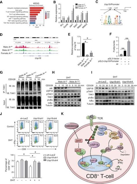 Androgen Signaling Contributes To Sex Differences In Cancer By