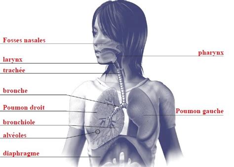 Diagram Of Le Syst Me Respiratoire Quizlet