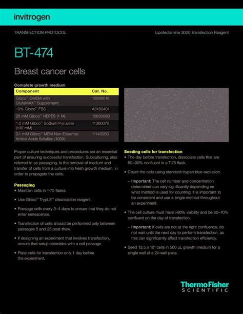 Pdf Protocol Lipofectamine Transfection Reagent Assets