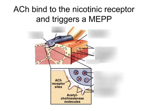 Nicotinic receptor Diagram | Quizlet