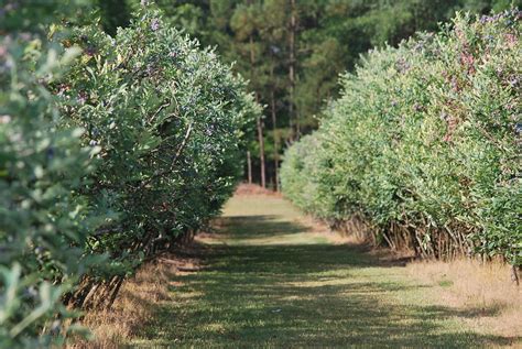 My story in recipes: Blueberry Farm