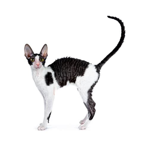 Cornish Rex Kitten Stock Photos Pictures And Royalty Free Images Istock