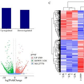 Expression Levels Of Degs In The Mtn Mutant Compared With Those In The