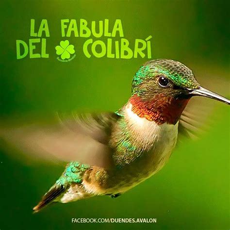 Leyenda del colibrí dngast