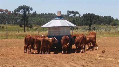 “feedlot Ecológico” Cómo Aumentar El Rodeo Con Mejores Tierras Y A