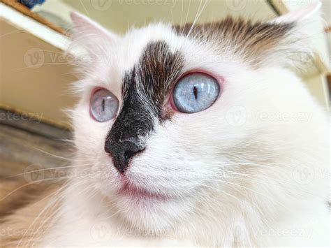 10 Best Cat Breeds With Blue Eyes Atelier Yuwaciaojp