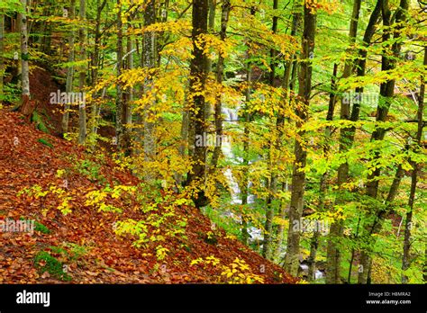 Buchenwald an den Hängen der Karpaten im goldenen Herbst