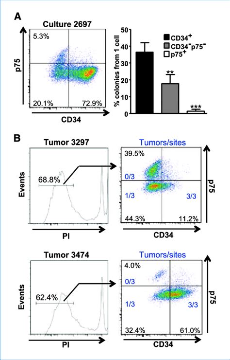 Evaluation Of Mpc Subsets In Cultured And Uncultured Melanomas Using