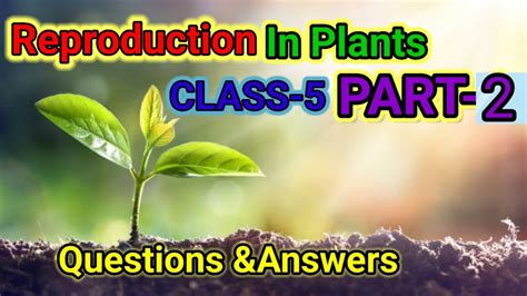 Reproduction In Plantsclass 5part 2 Youtube