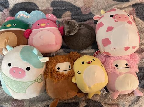 Our Best Squish Hunt Ever Squishmallow