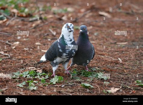 Rock Pigeon Columba Livia Rock Dove Bird Courtship Wooing Stock Photo