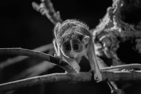 Gray slender loris - Newquay Zoo