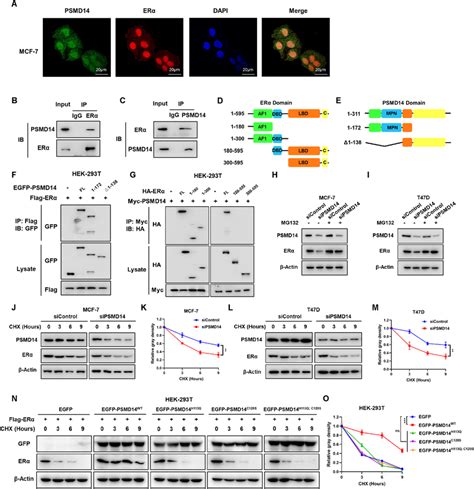 PSMD14 interacts with ERα AF1 domain through its UBD domain A