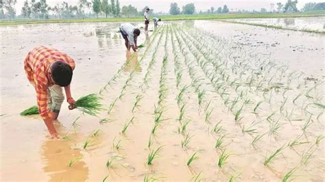 Heavy Rains Hit Kharif Crops Ahead Of Harvest Economy News The