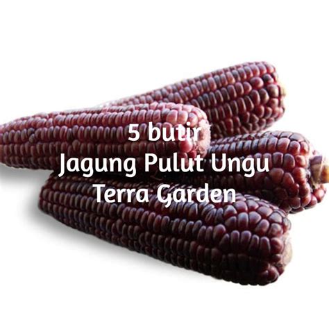 Jual Bibit Benih Biji Jagung Pulut Hitam Putih Black Waxy Corn Ungu