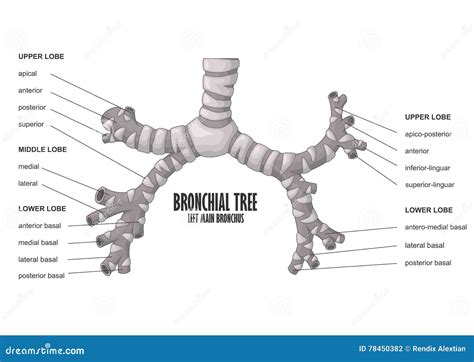 Bronchus Cartoon Vector | CartoonDealer.com #18186087