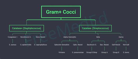 Gram Positive Cocci Flow Chart