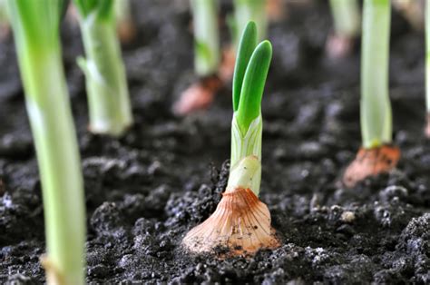 Cuánto tarda en crecer el trigo Huerto en casa