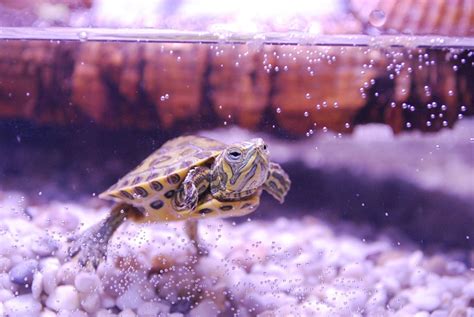 Bien aménager mon aquaterrarium pour tortues d eau en 5 étapes