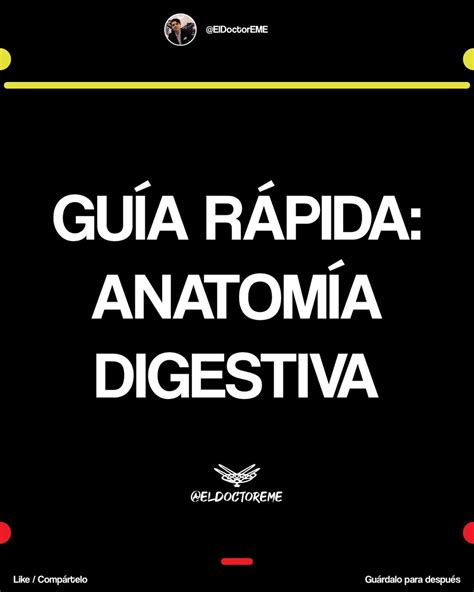 Mauricio Montelongo on Twitter ANATOMÍA DIGESTIVA Hilo con