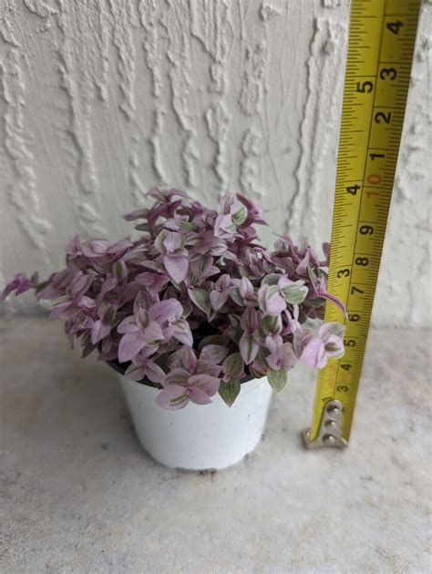 Callisia Repens Pink Panther Pink Lady Wandering Jew Plant Rooted In