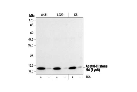 Acetyl Histone H4 Antibody Sampler Kit Cell Signaling Technology