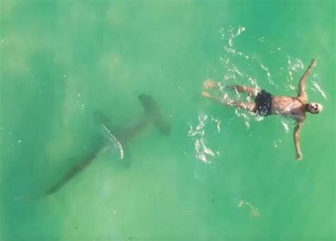 Terrifying Drone Footage Captures Moment Hammerhead Shark Stalks