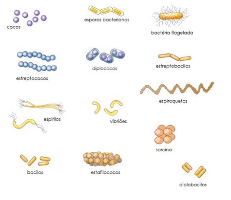 Mapa Reino Monera Bacterias Procariontes Reino Monera Mapa Mental The