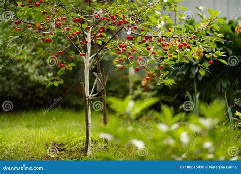 Closeup of Sweet Cherries Merry Dwarf Tree on Green Background Stock ...